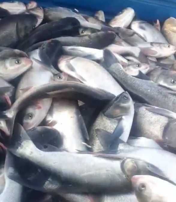 Продам живу рибу оптом мальок