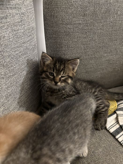 Oddam za darmo  male koty