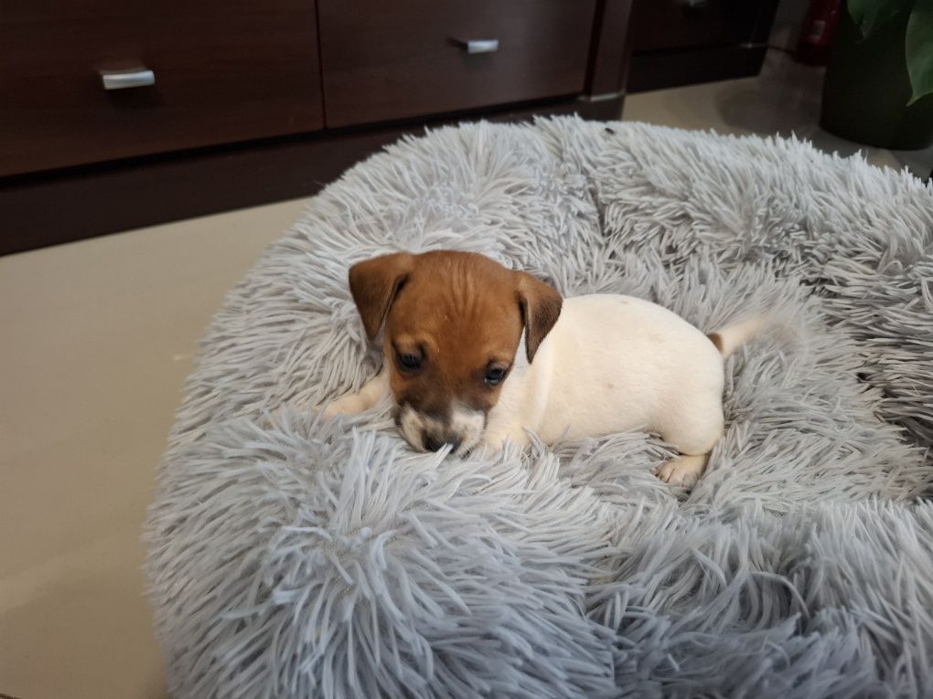 Jack Russell Terrier piesek