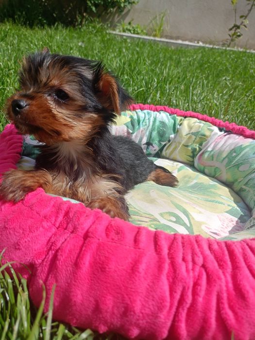Yorkshire terrier  piesek gotowy do odbioru