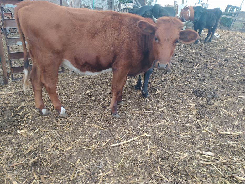 Продам телиць злучного віку