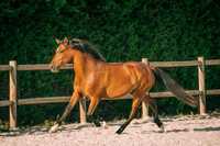 Égua montada e sociável 147 cm (cavalo)