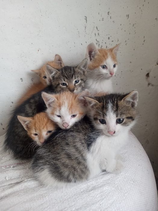 Oddam Koty w dobre ręce.