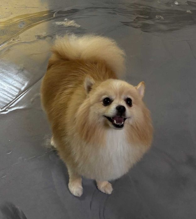 Грумінг Коростень (Коростенський район)