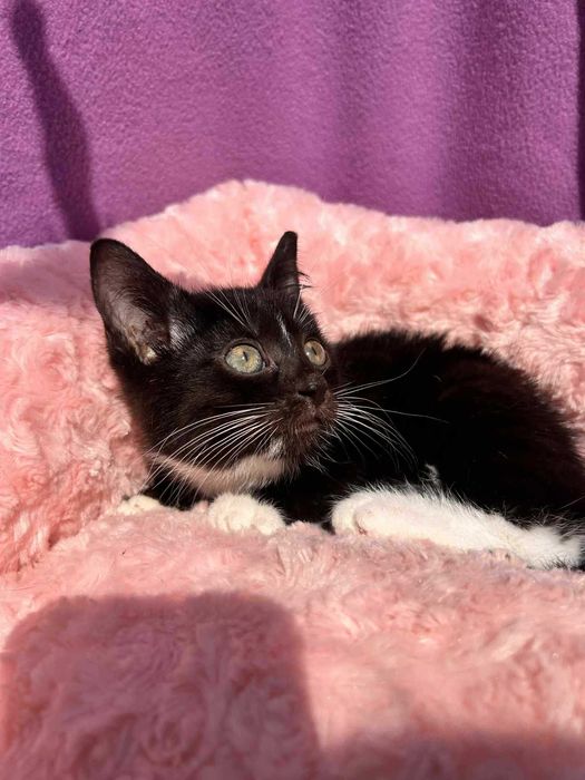 Sylwina do adopcji.
