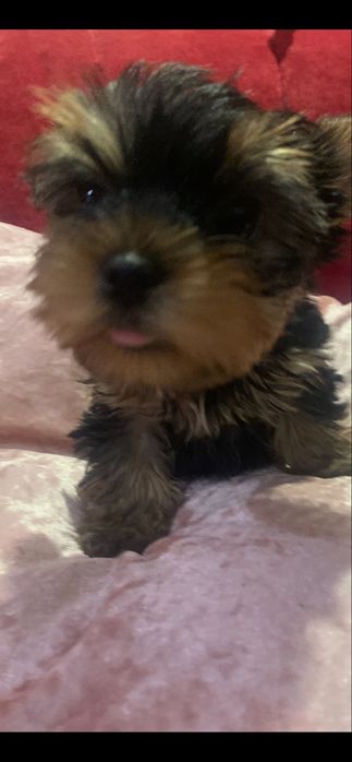 Продається цуценя йоркширського терьєра