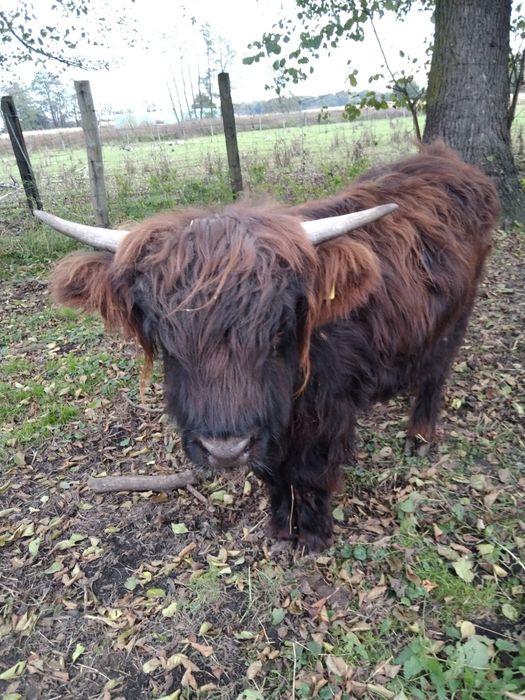 Sprzedam jałówkę rasy mięsnej Highland Cattle