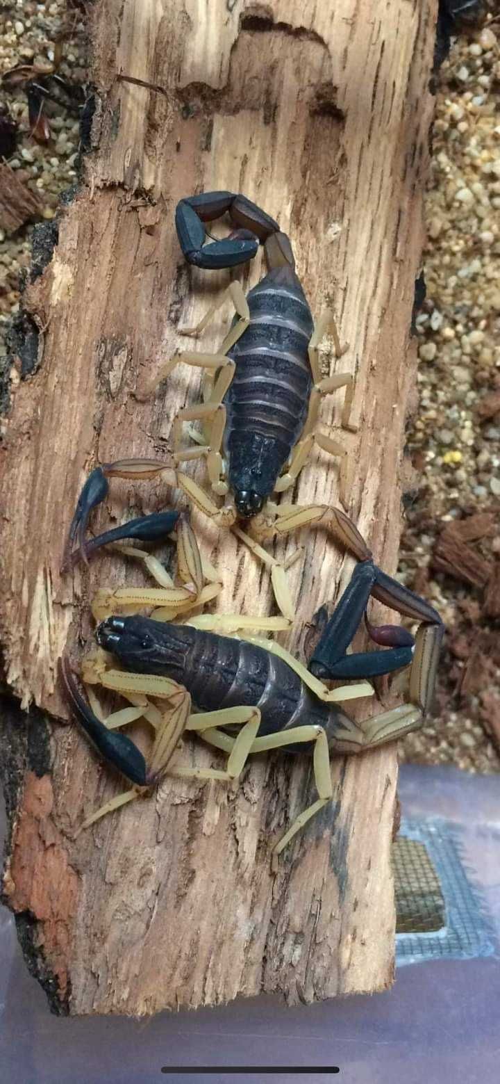Skorpion C.bicolor l5 - rarytas!