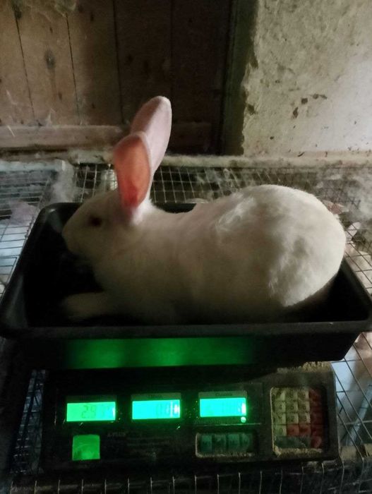 Продам кролі породи ПАНОН як ТУШКИ так і ЖИВОЮ ВАГОЮ на плем'я.