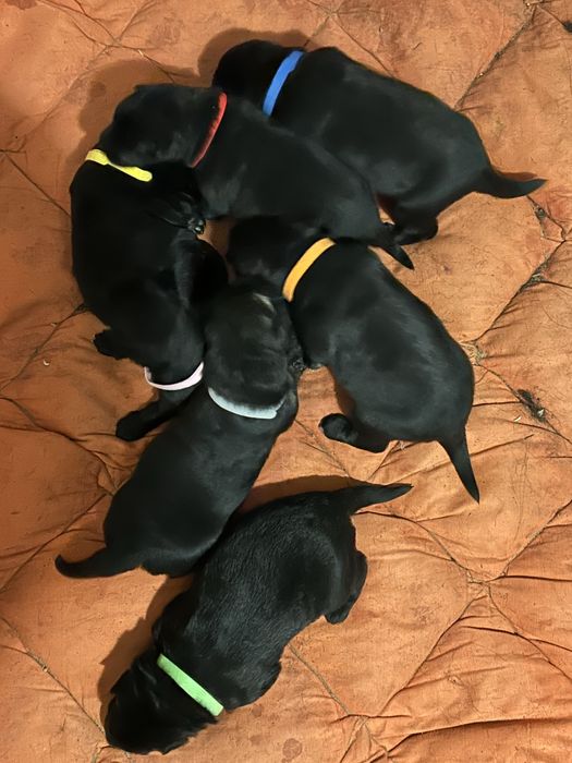 Цуценята німецької вічарки чорні