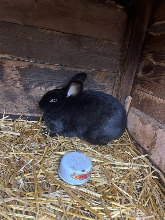 Самки різних порід