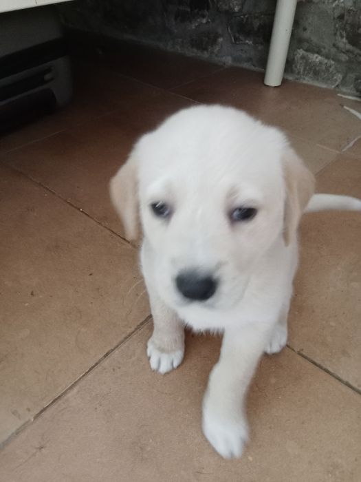 l.Cahorros para dar.