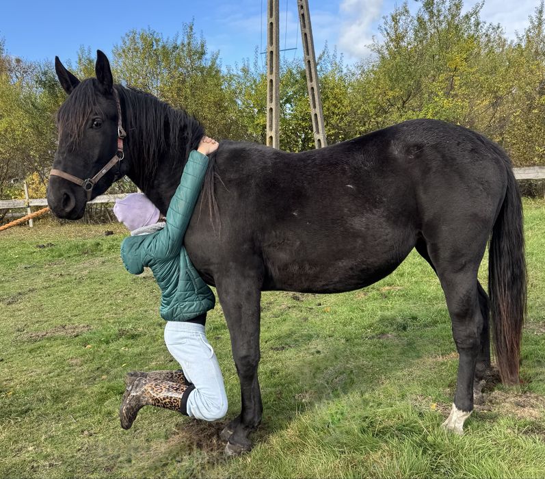 Sprzedam klacz Polski Koń Sportowy