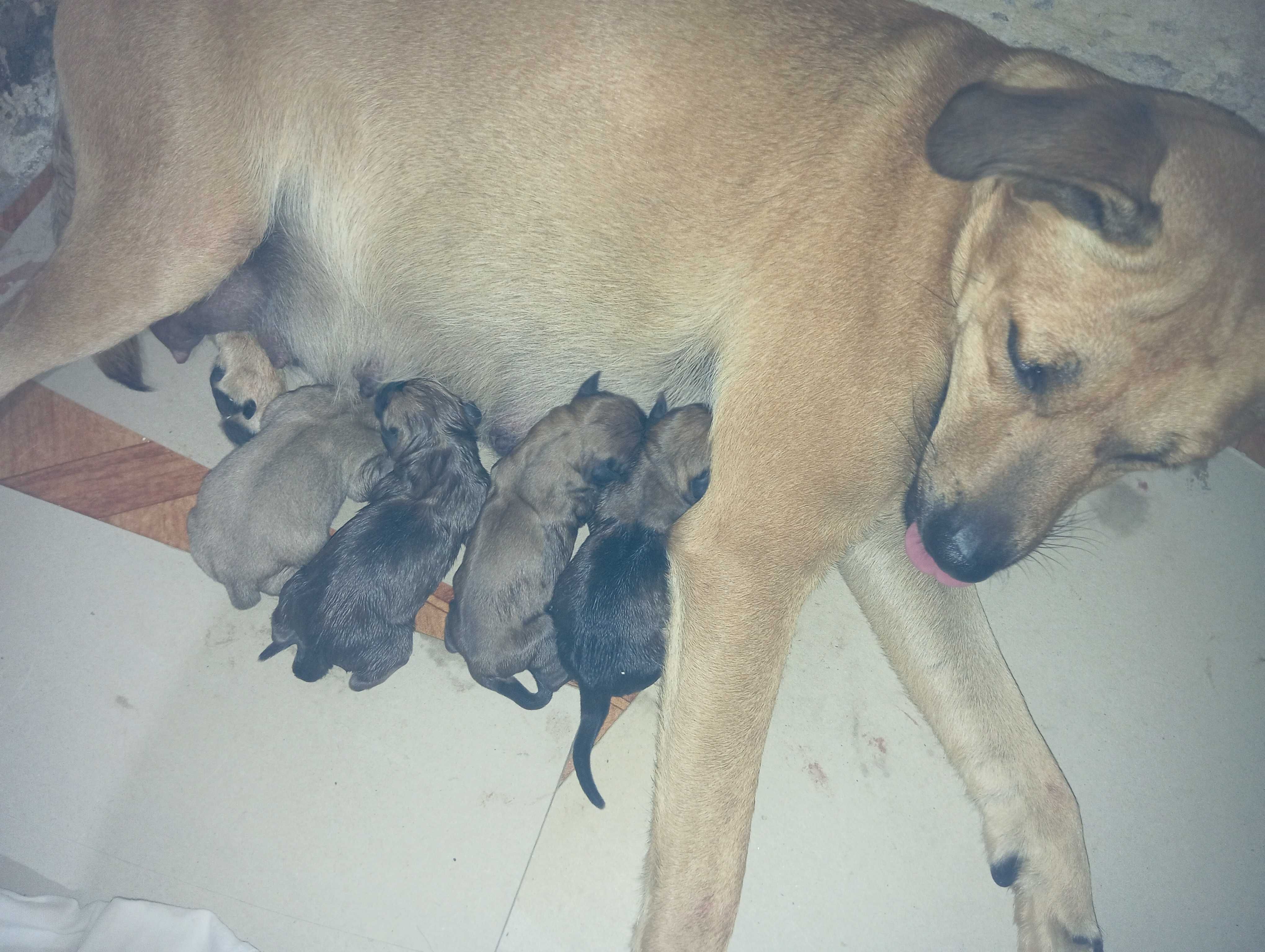 Cães filhotes ..