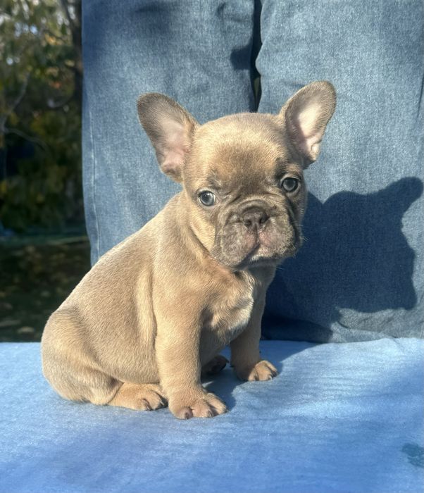 Файні бульдожки на будь який смак