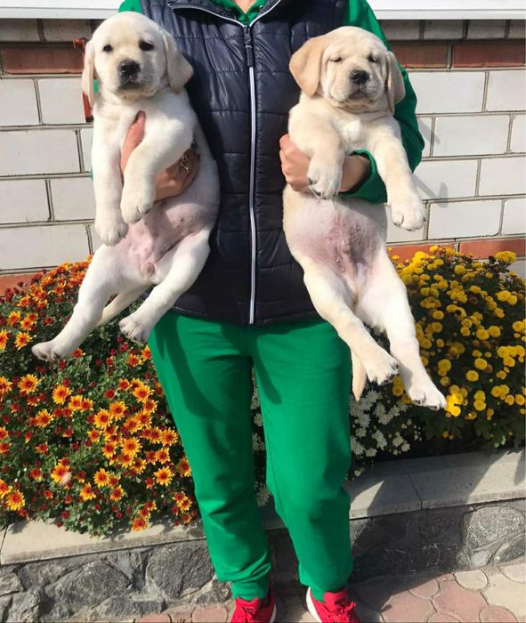 Продам дівчинку Палевого Окрасу