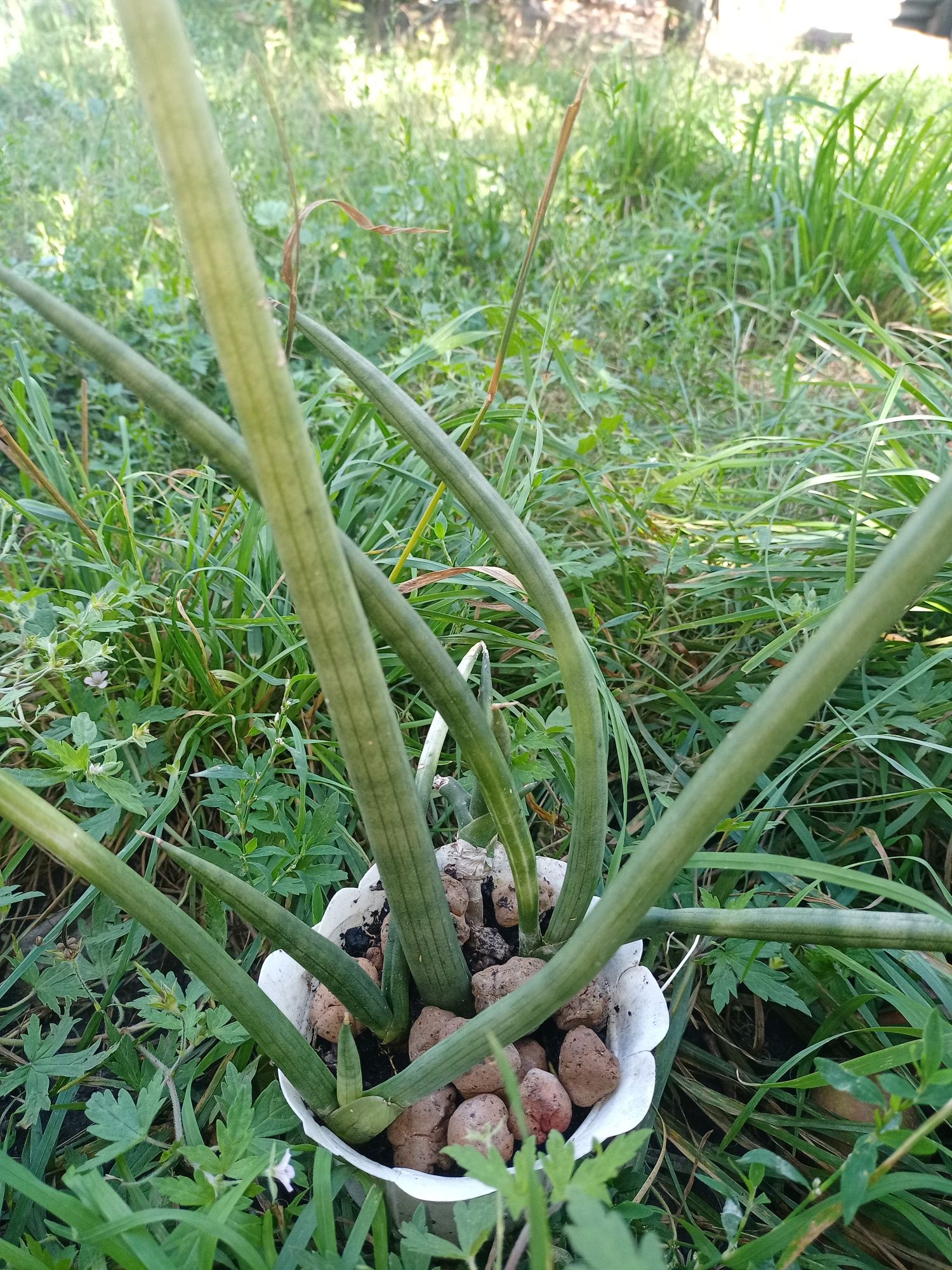 Сансев’єрія циліндрична. Сансевиерия. Sansevieria.