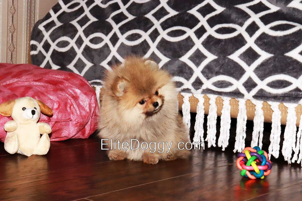 Мини девочка померанский шпиц рыже-соболиного окраса