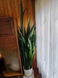 Sansevieria zeylanica