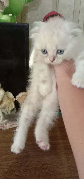 Продаются котята