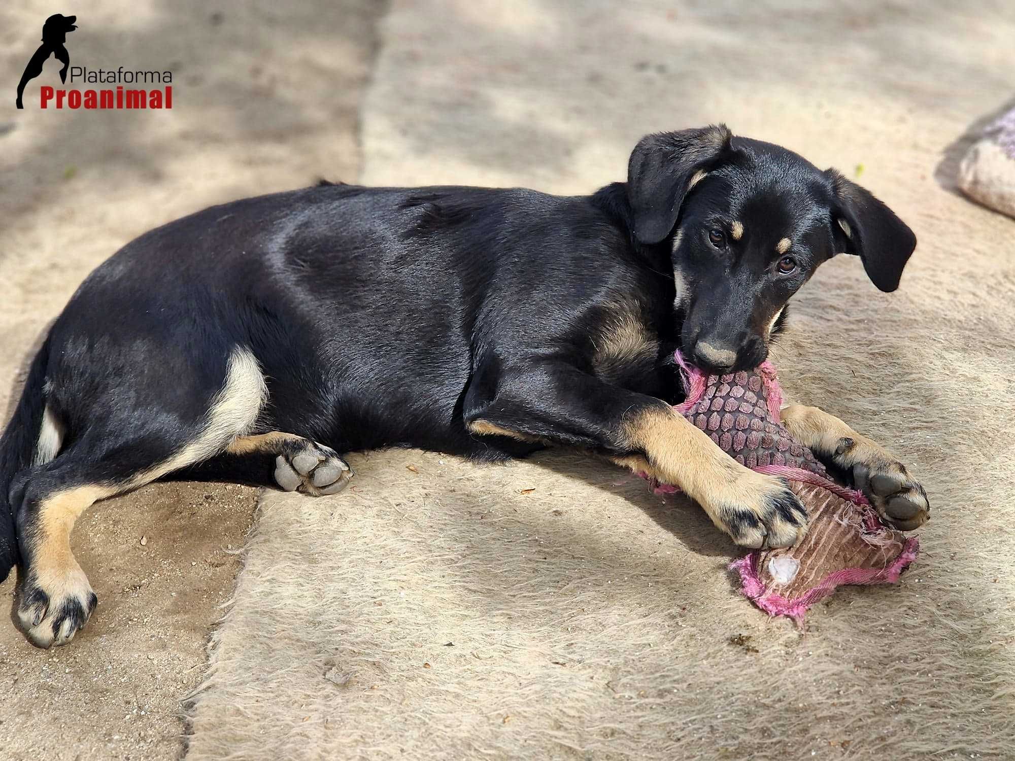 BONNIE - Cadelinha jovem para Adoção