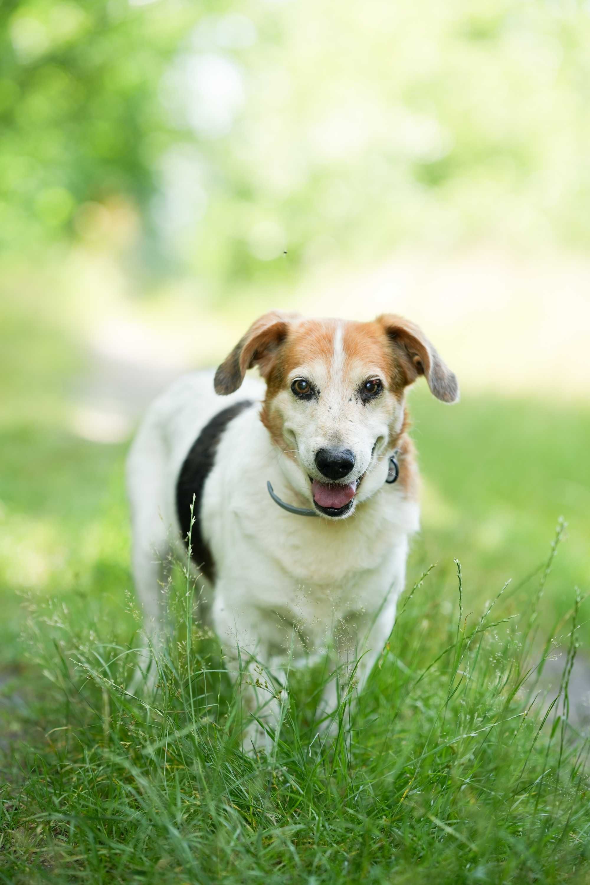 Billy - łagodny i spokojny psi senior do adopcji!