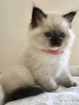 Ragdoll Śliczna Księżniczka Olivia - Wrzesień
