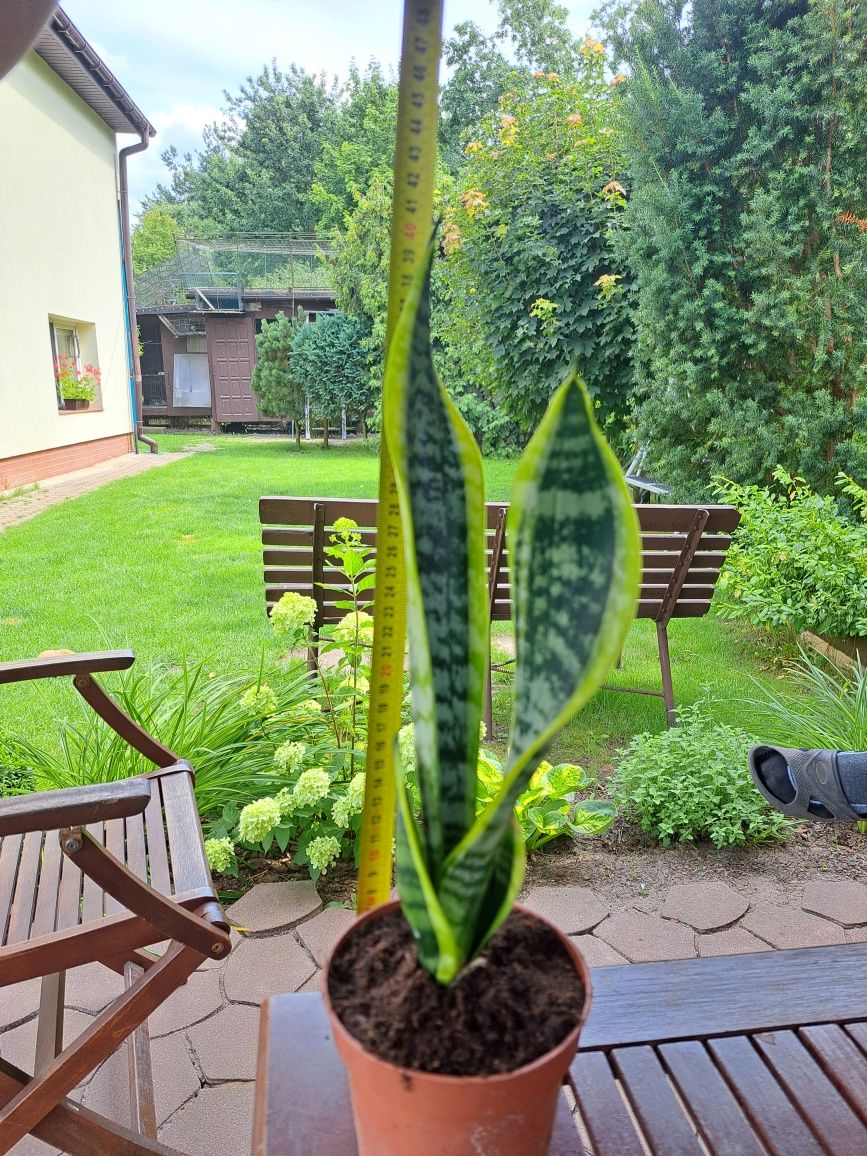 Sansewieria dwukolorowa