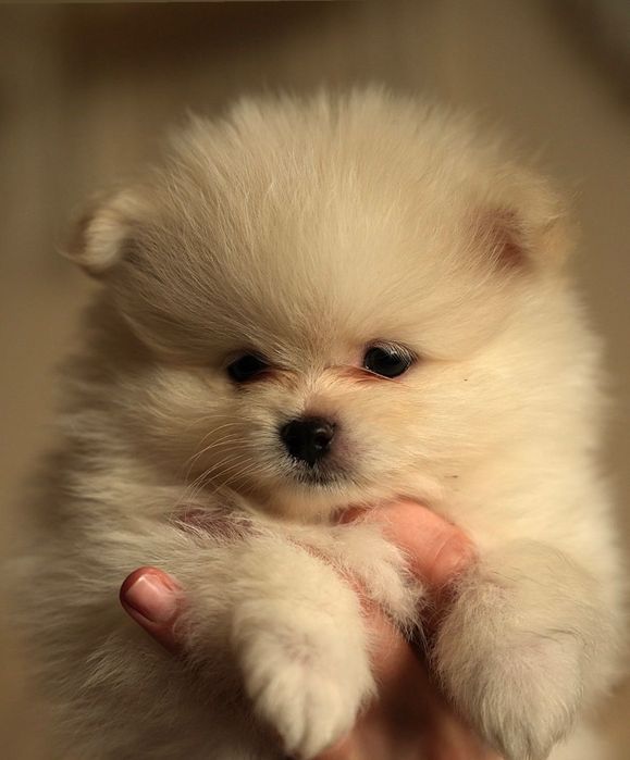 Szpic miniaturowy/pomeranian ZkwP