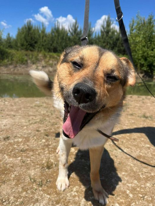 Nieduży piękny i młody pies do pokochania