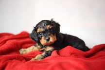 Cavapoo piesek czarno-podpalany