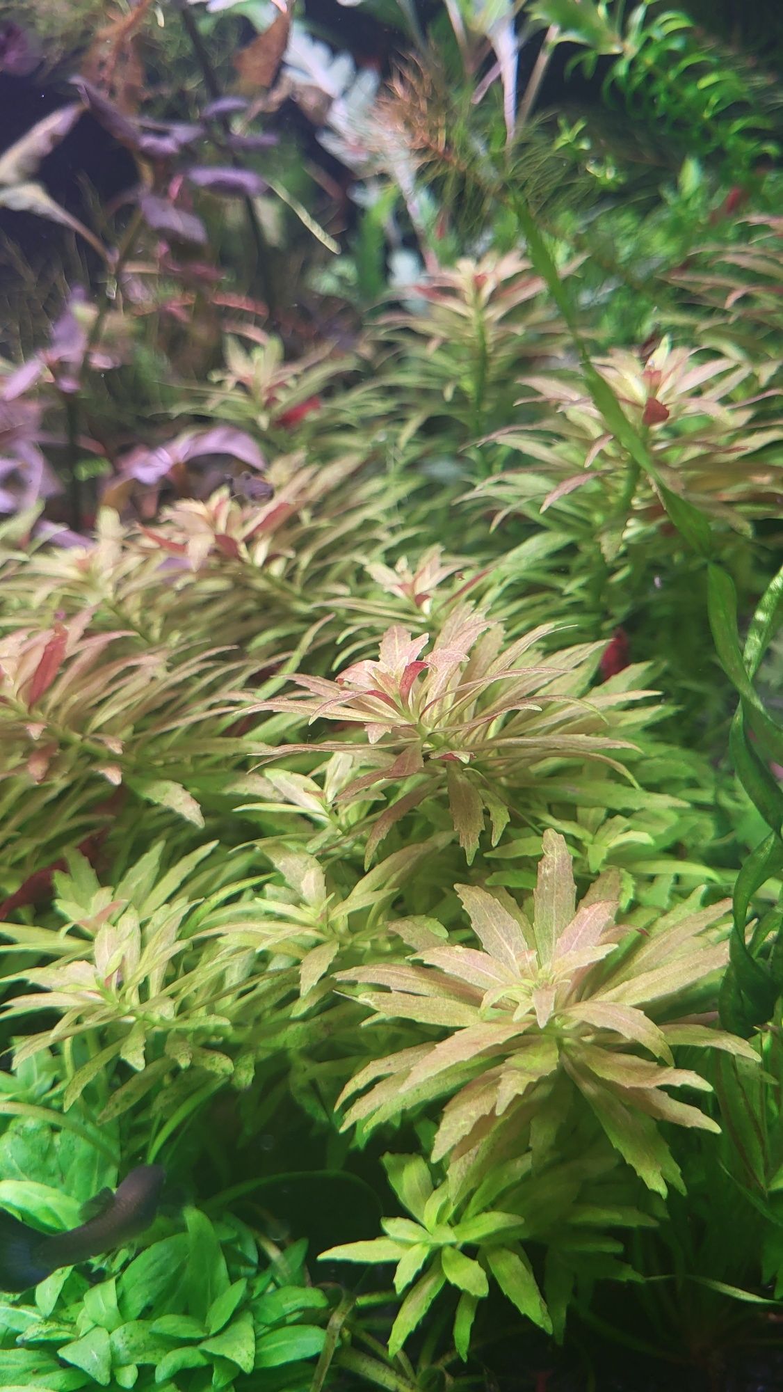 Rośliny Akwariowe - Limnophila Aromatica mini (3 szt./sadzonki)