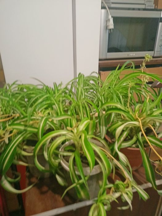 Продам хлорофитум кучерявый