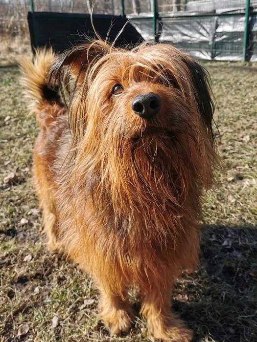 Alfik czeka na dom...