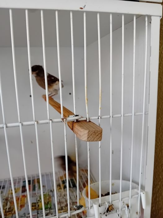 Canários Alecrim Português