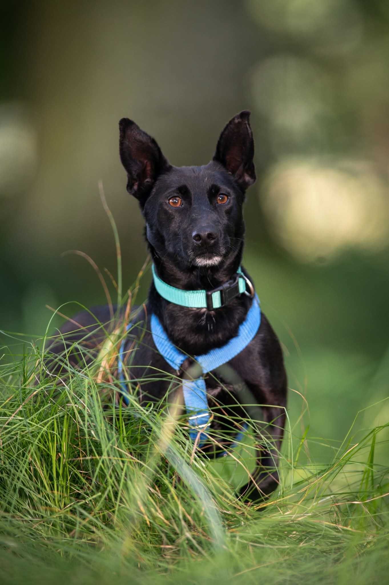 Koko - śliczny piesek szuka domu ADOPCJA