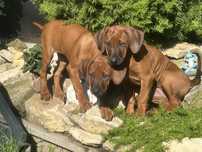 Rhodesian ridgeback - dwie ostatnie suczki