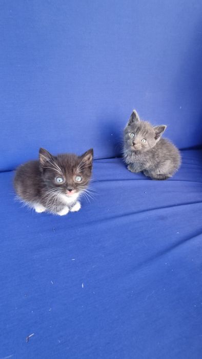 Віддам маленьких хвостиків у добрі та люблячі руки