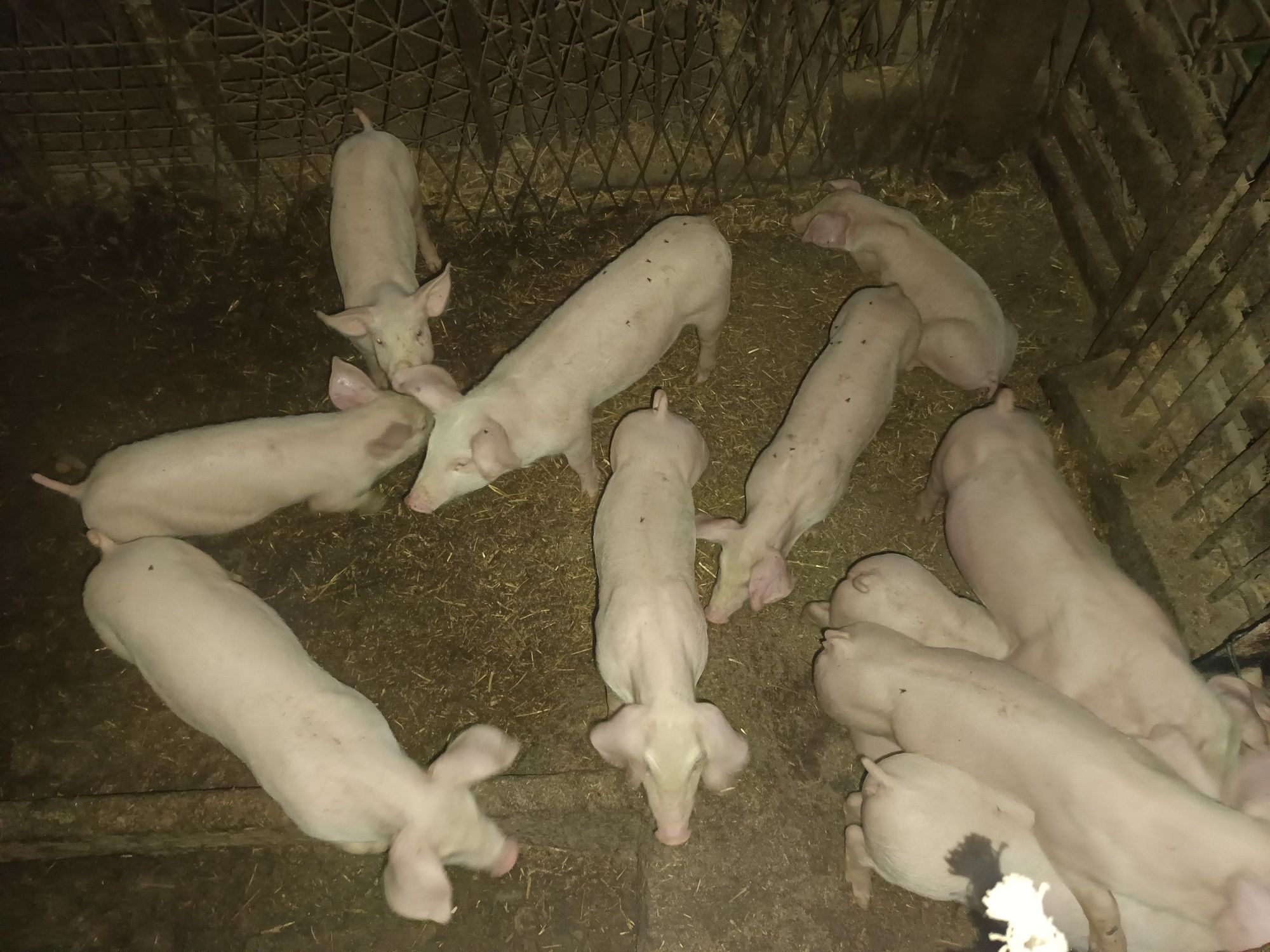 Prosięta  20 szt Odsadzone Odrobaczone zaszczepione Odchowane!