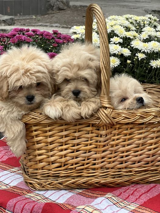 Щенки мальтипу девочка