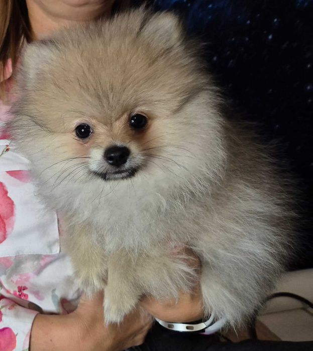 Pomeranian szpic miniaturowy suczka Sisi