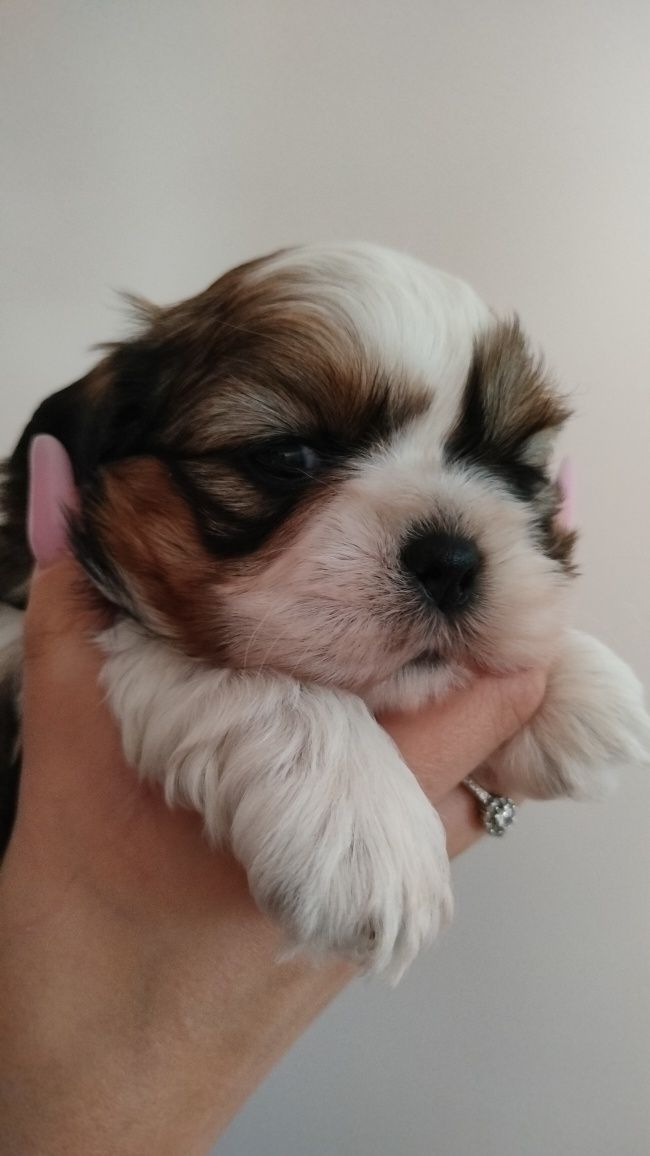 Suczka Shih - tzu rezerwacja