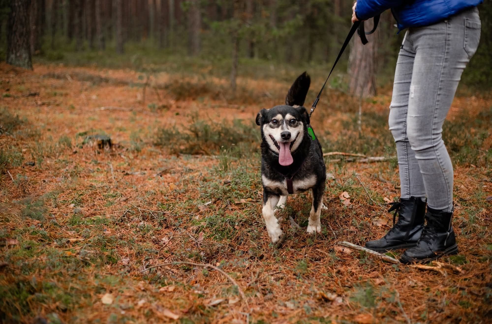 Kross, czyli wesoły mix labrador i husky