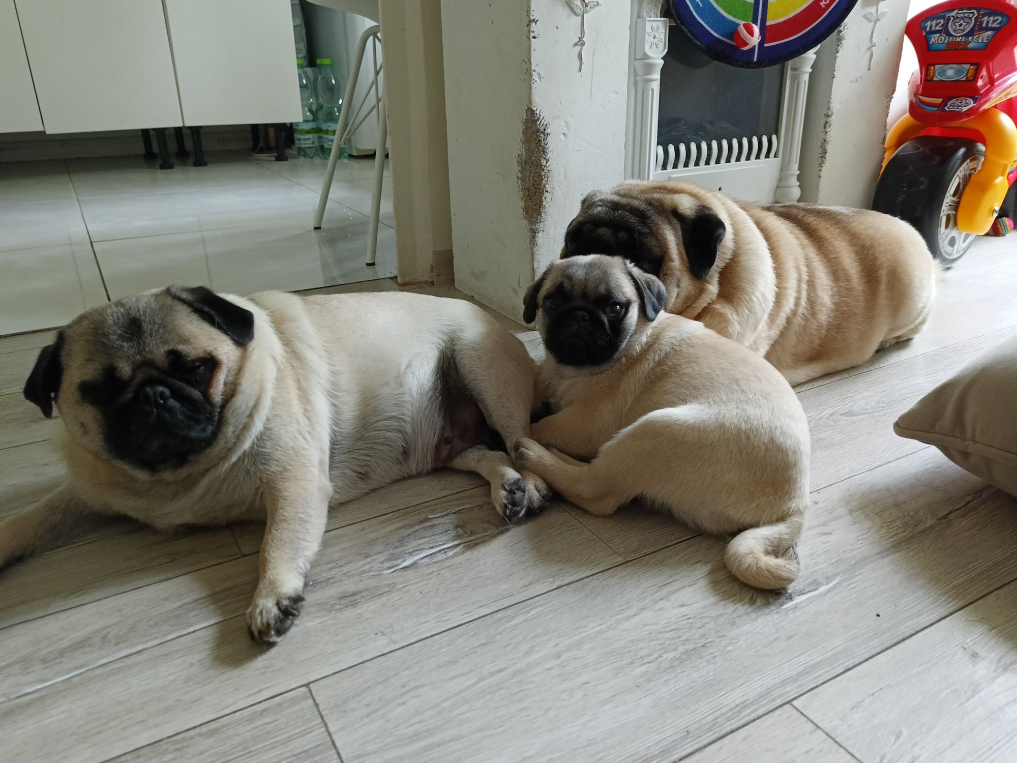 Mops suczka ZKwP FCI do odbioru