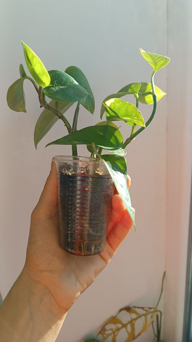 Епіпремнум золотистий