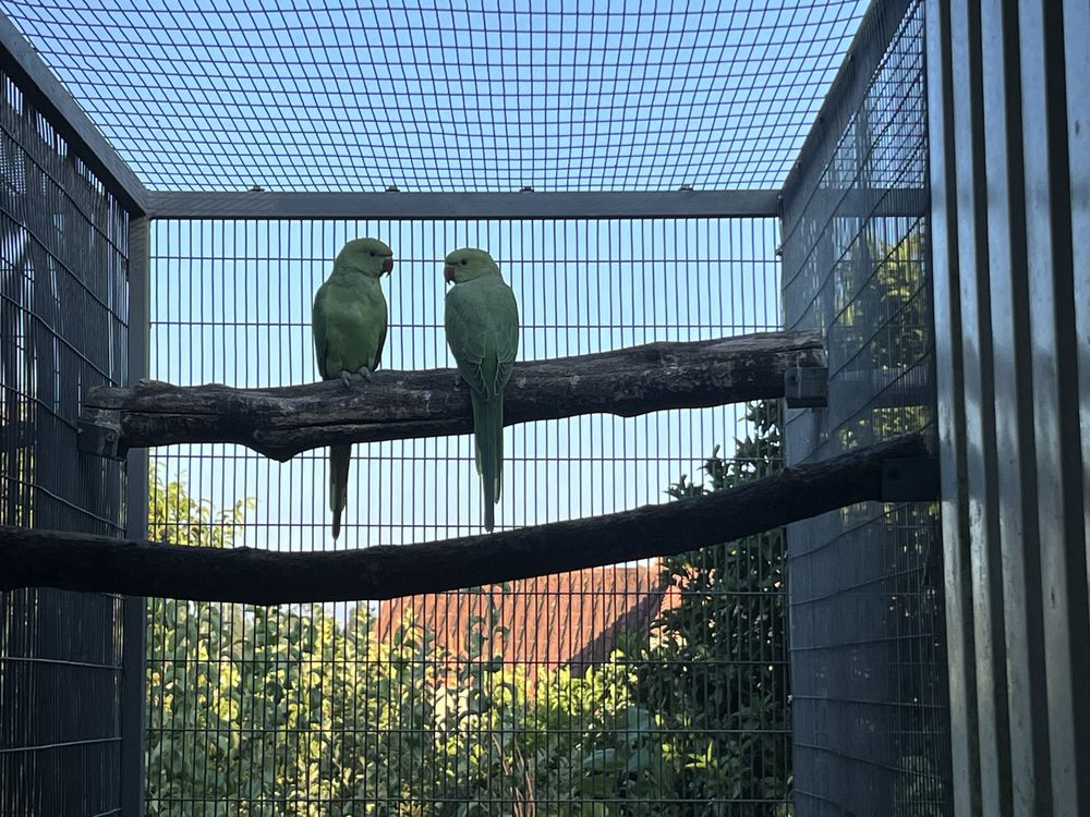 Ring necks verdes