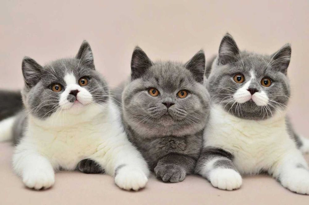 Передержка животных