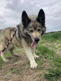 Uroczy Sky w typie husky szuka rodziny