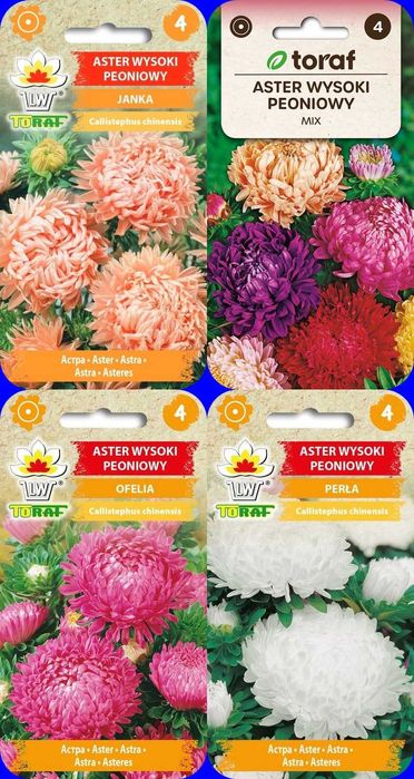 Astry, wysokie, niskie nasiona 32 odmian za 64 zł