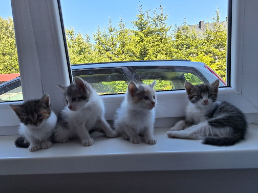 Do oddania 4 śliczne kotki gotowe do adopcji